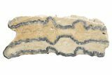 Mammoth Molar Slice with Case - South Carolina #217923-1